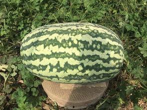 网红大瓜排行,热门事件盘点与幕后真相